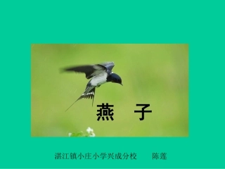 《燕子》课件1