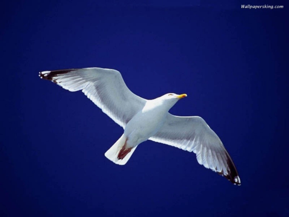 新人教版语文八年级下册海燕_第2页