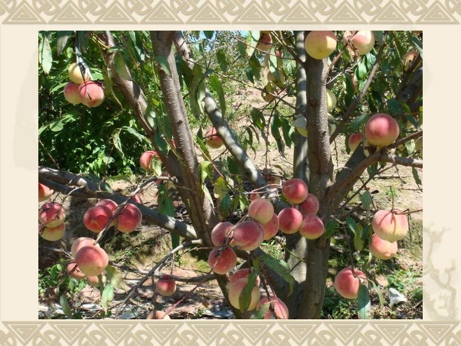 初中双语班第四课_第3页