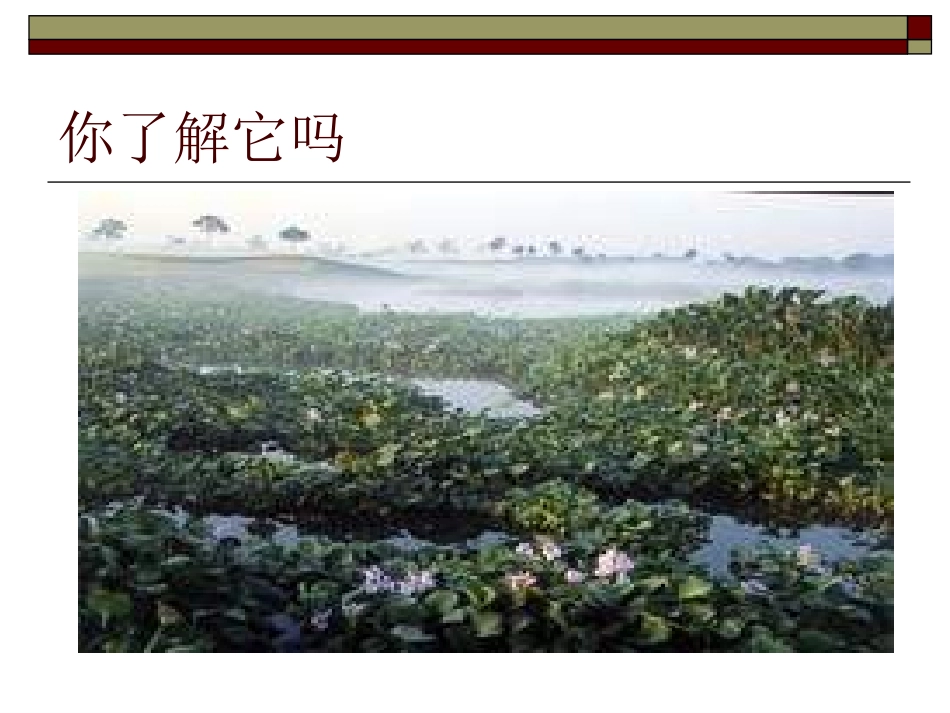 七年级语文生物入侵者_第2页