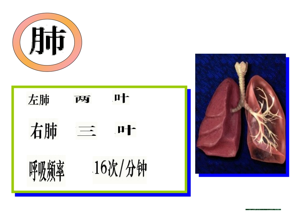 发生在肺内的气体交换_第2页