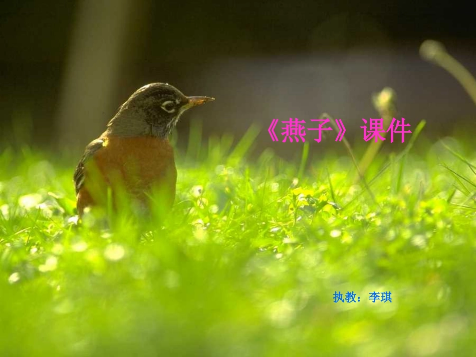 燕子教学课件_第1页