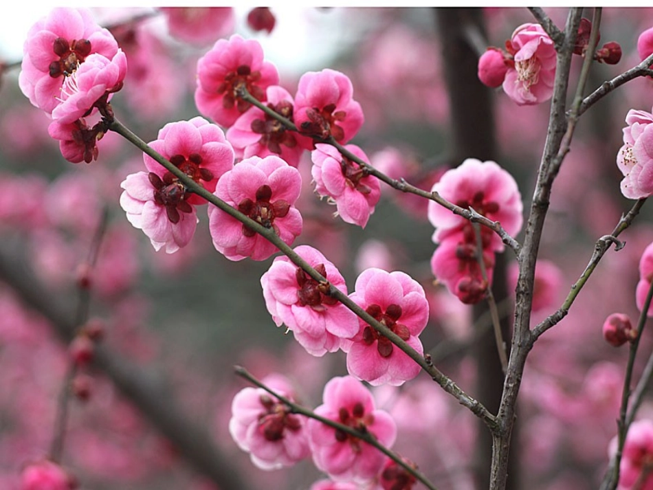 人教版二年级下册绝句课件_第2页