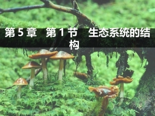 生态系统的结构 