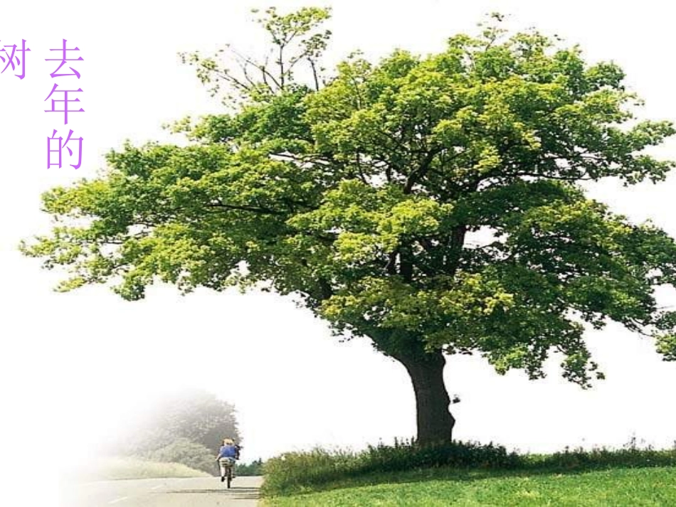 去年的树课件_第1页