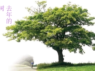 去年的树课件