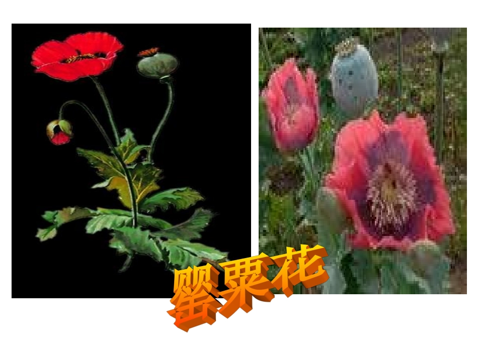 鸦片战争 (2)_第3页