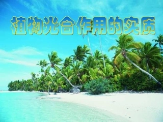 生物：苏教版七上第六章第三节+植物光合作用的实质（共11张PPT）