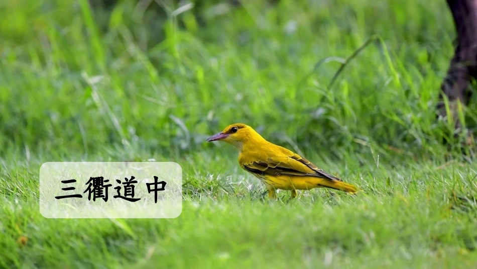 古诗三首其一_第2页