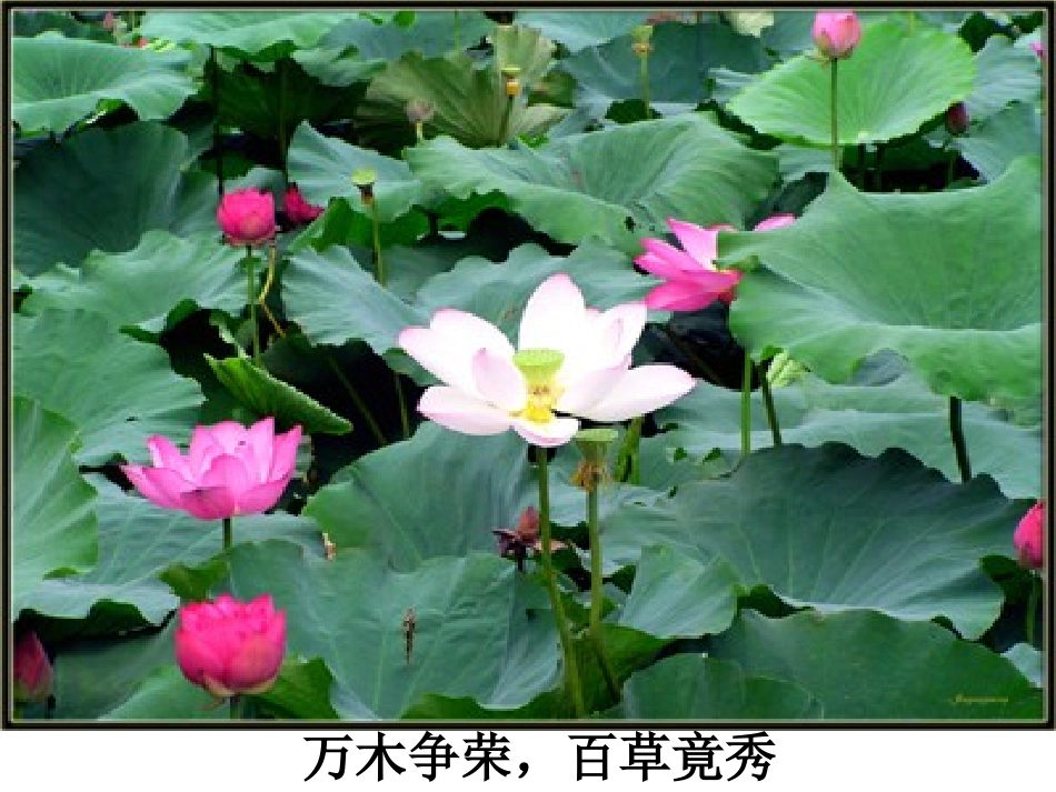 世界因生命而精彩 (2)_第2页