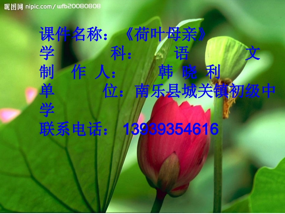 《荷叶母亲》_第1页