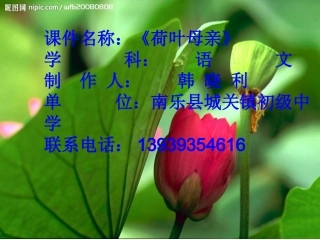 《荷叶母亲》