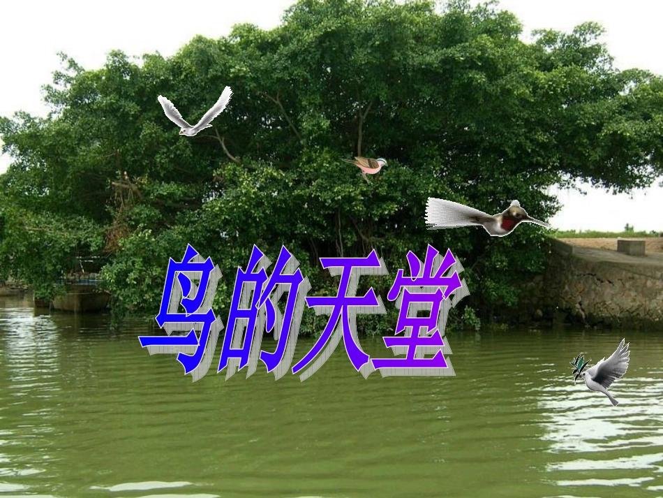 鸟的天堂第二课时_第1页