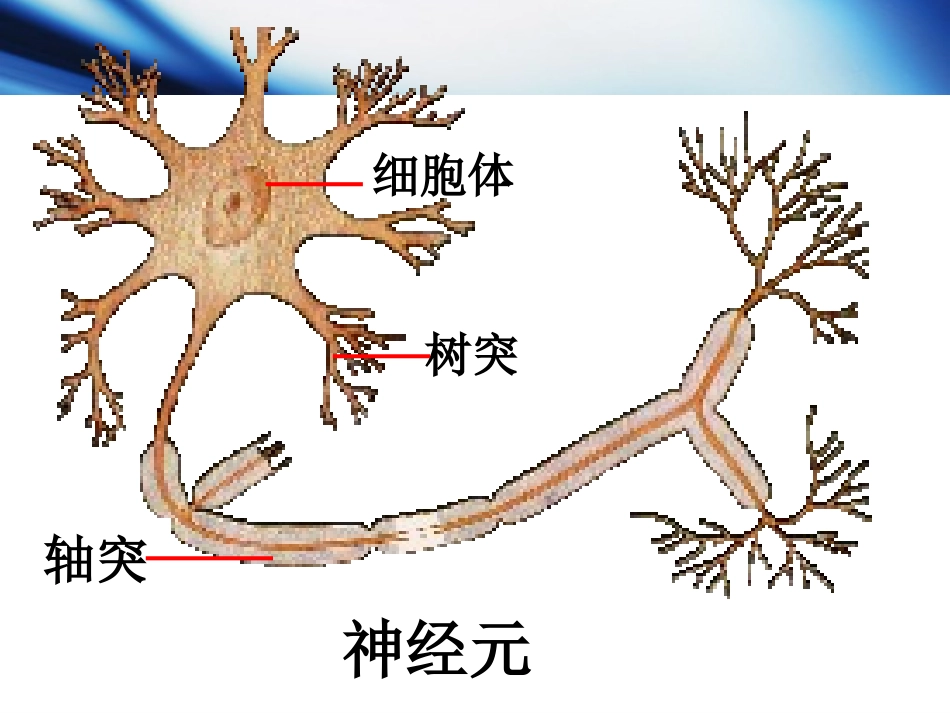 初三生命科学学业考试复习_第3页