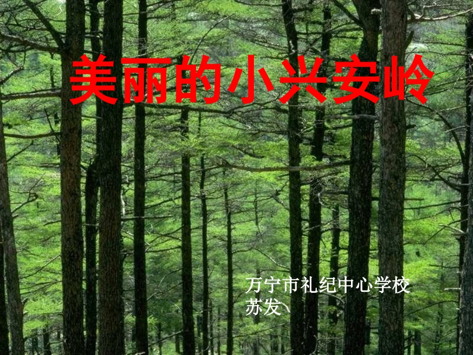《美丽的小兴安岭》课件_第1页