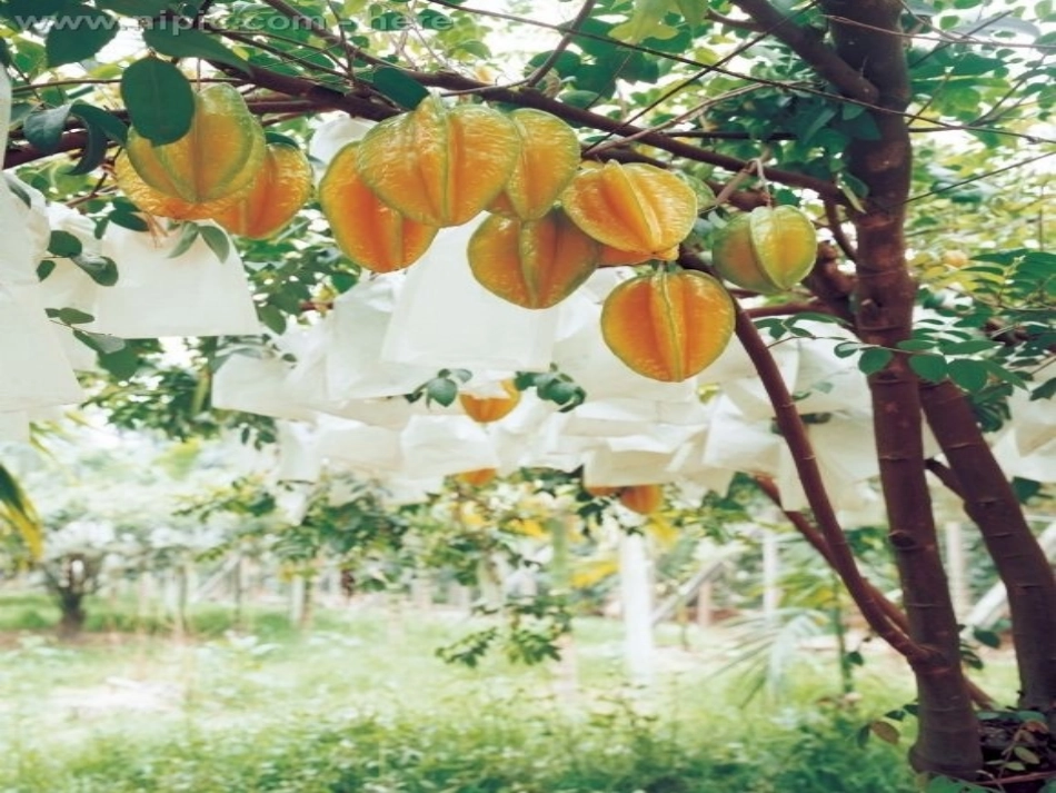 人教版小学语文三年级下册第11课《画杨桃》课件_第2页