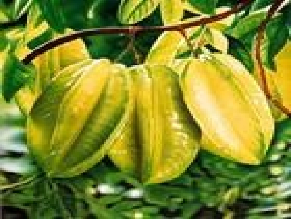 人教版小学语文三年级下册第11课《画杨桃》课件_第3页