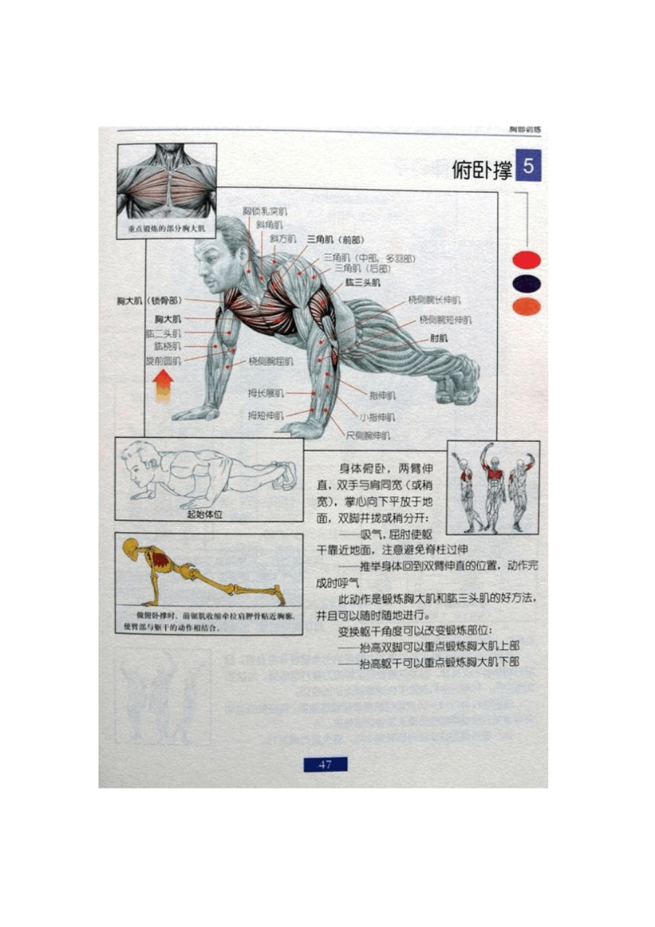 全身肌肉锻炼的方法与动作要领_第2页