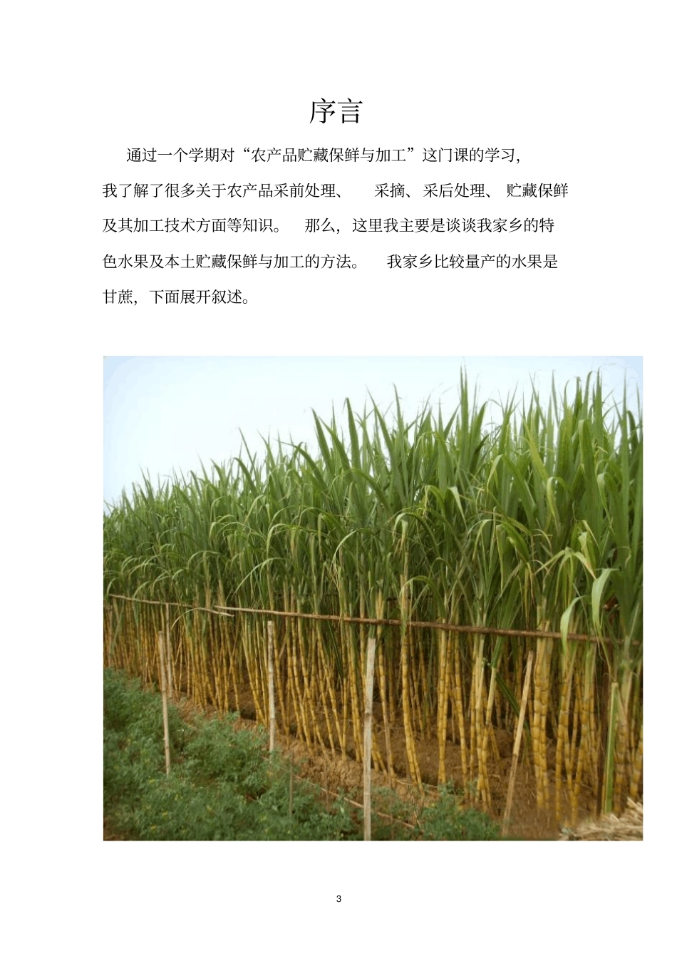 农产品保鲜与加工--甘蔗_第3页