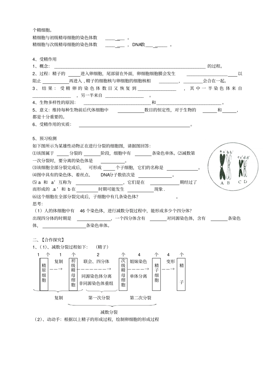 减数分裂学案_第2页