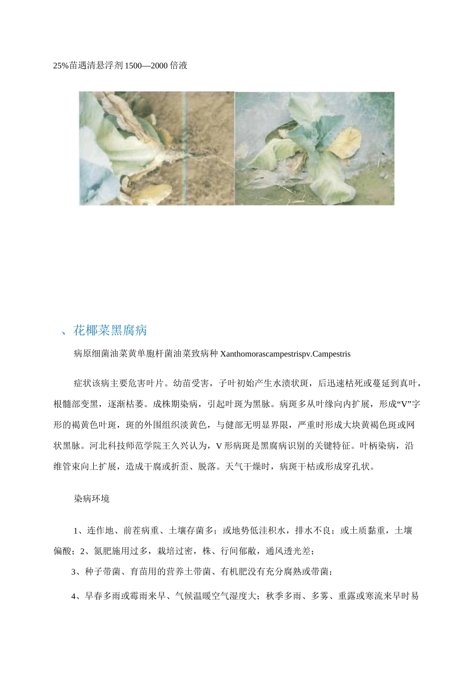 花椰菜病害识别与综合防治技术_第2页