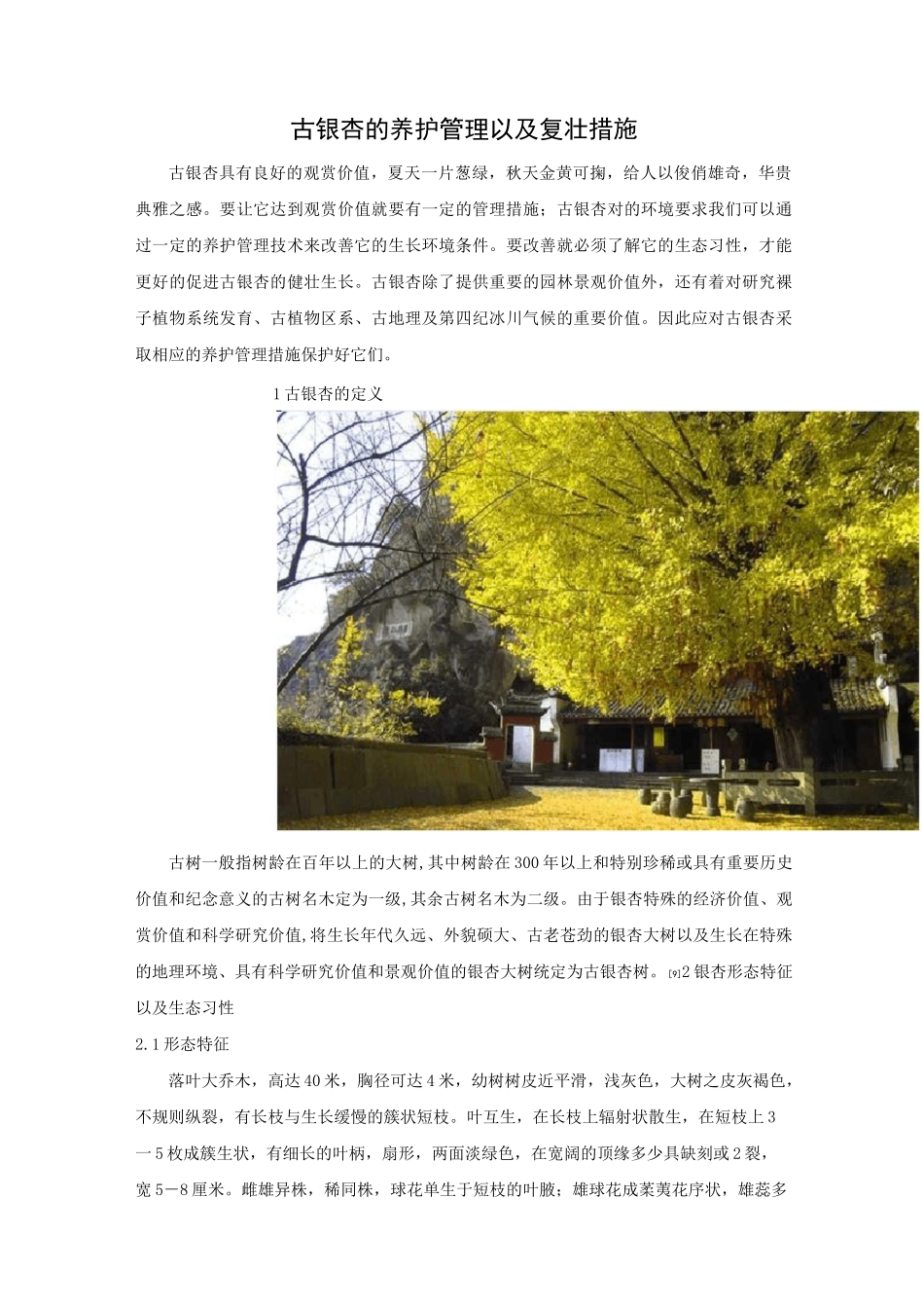 古银杏的养护管理以及复壮措施_第1页