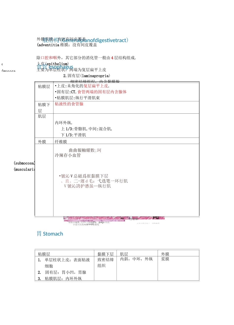 组胚-消化道,消化腺_第1页