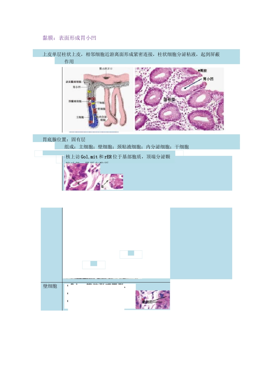 组胚-消化道,消化腺_第3页