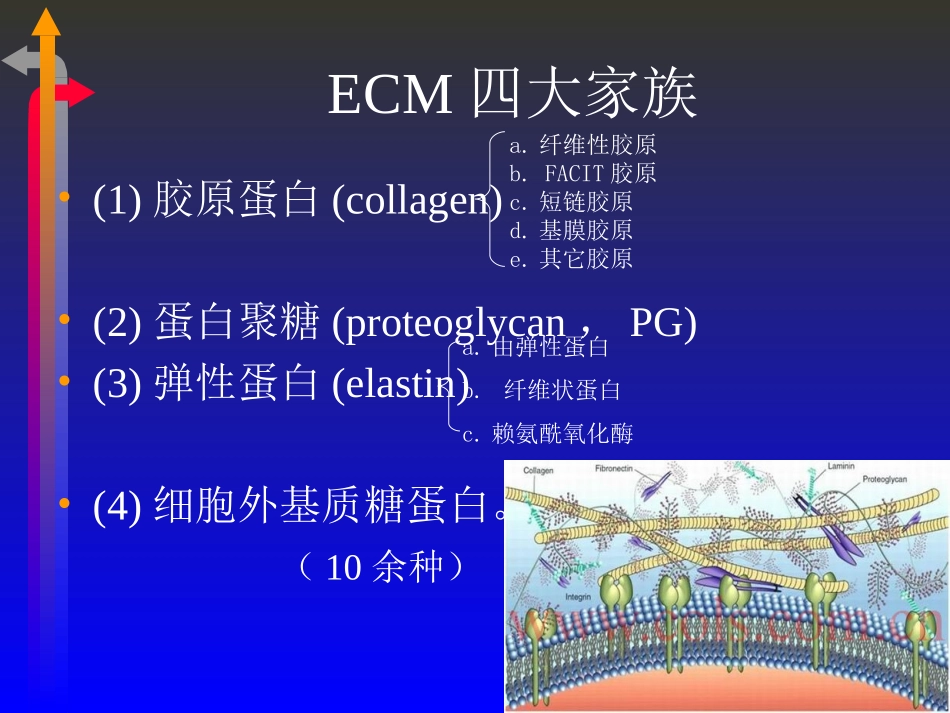 细胞外基质与肿瘤_第3页