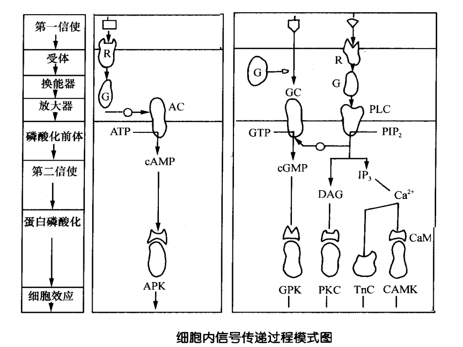 细胞信号转导原理_第2页