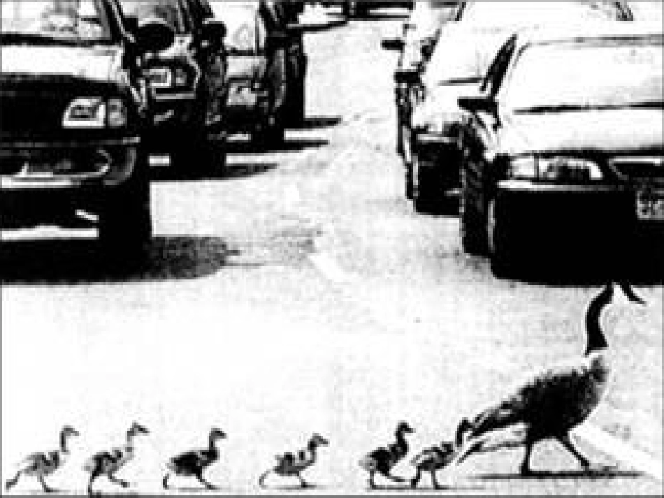 人教小学语文六年级上册第七单元习作根据图片报道写故事_第2页