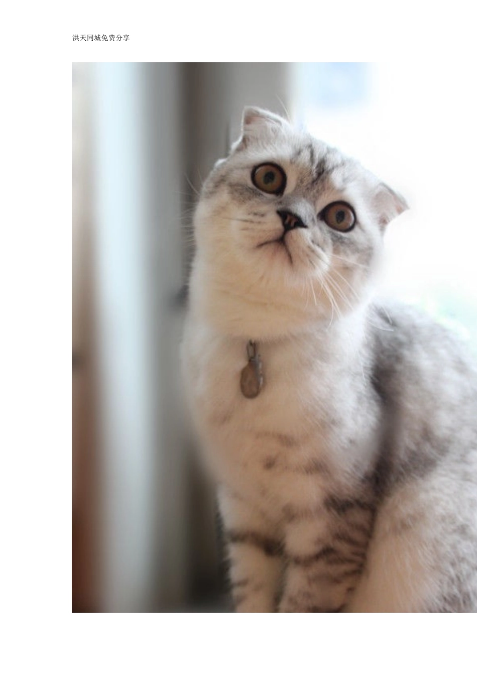 折耳猫介绍、选购技巧及配种问题详解_第2页