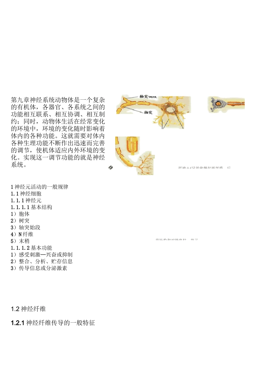 神经系统生理_第1页