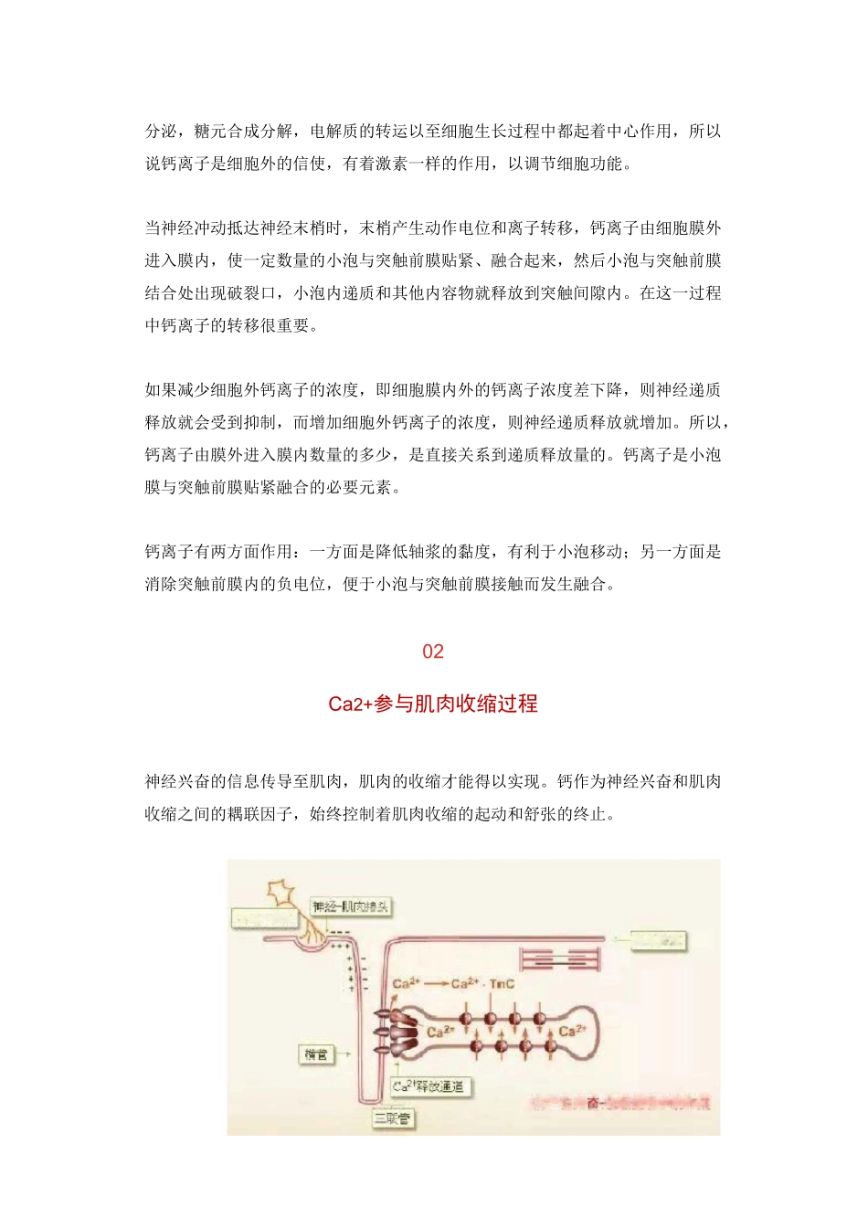 血钙过高会肌无力,过低会抽搐的原因_第2页