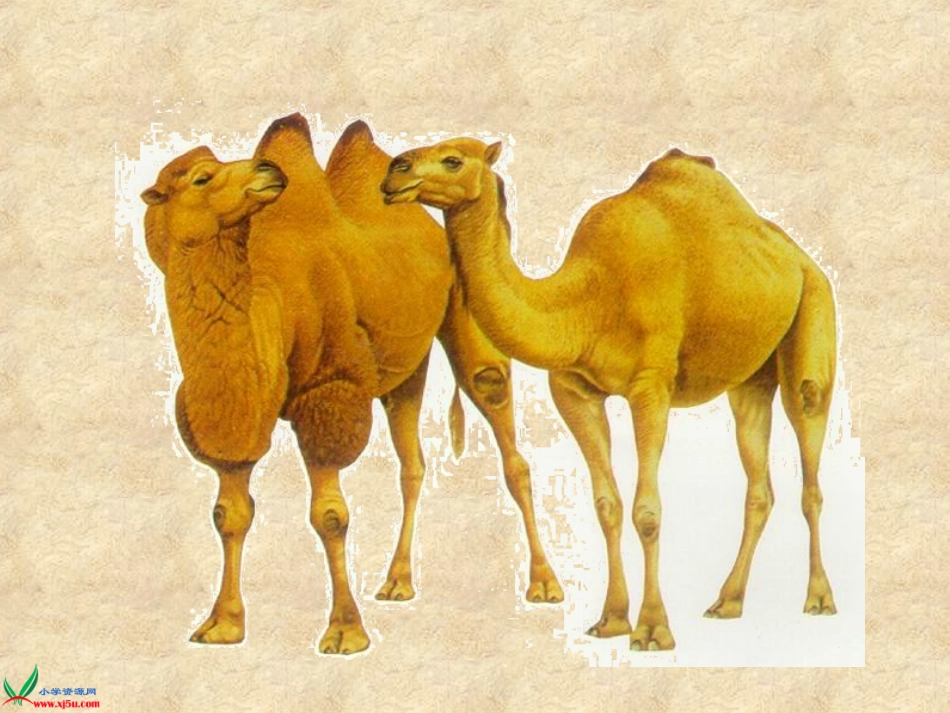 音乐三年级下册《小骆驼》PPT课件_第2页