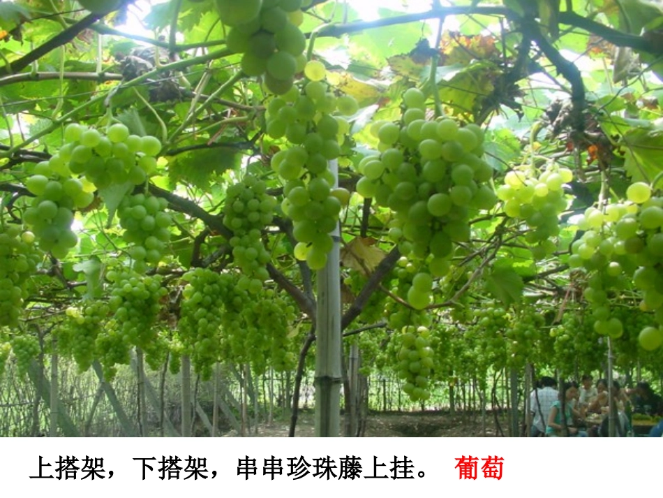 爬山虎的脚PPT课件_第2页