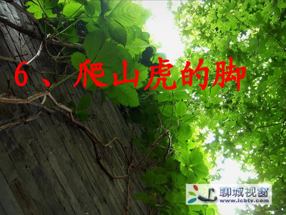 爬山虎的脚PPT课件_第3页