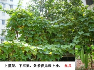 爬山虎的脚PPT课件