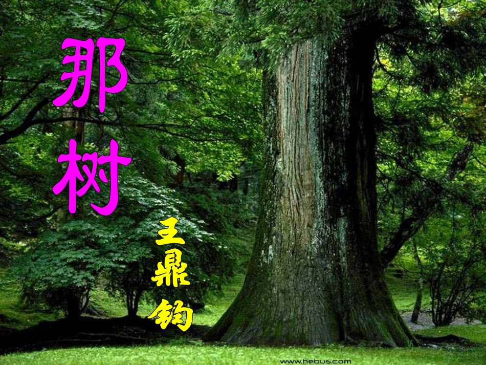 《那树》PPT_第1页