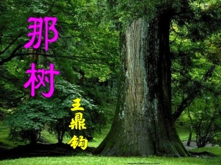 《那树》PPT