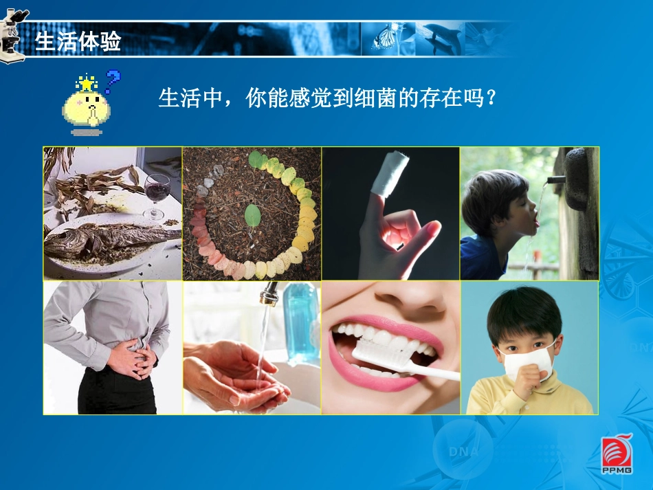 认识细菌和放线菌-教学课件_第3页