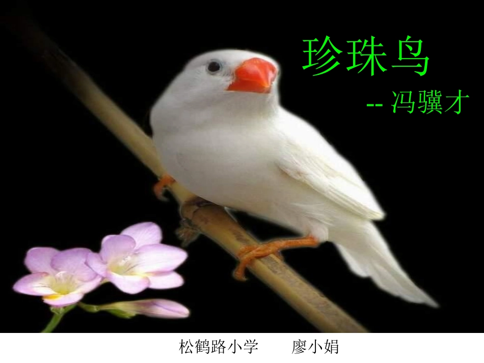 《珍珠鸟》廖小娟_第3页
