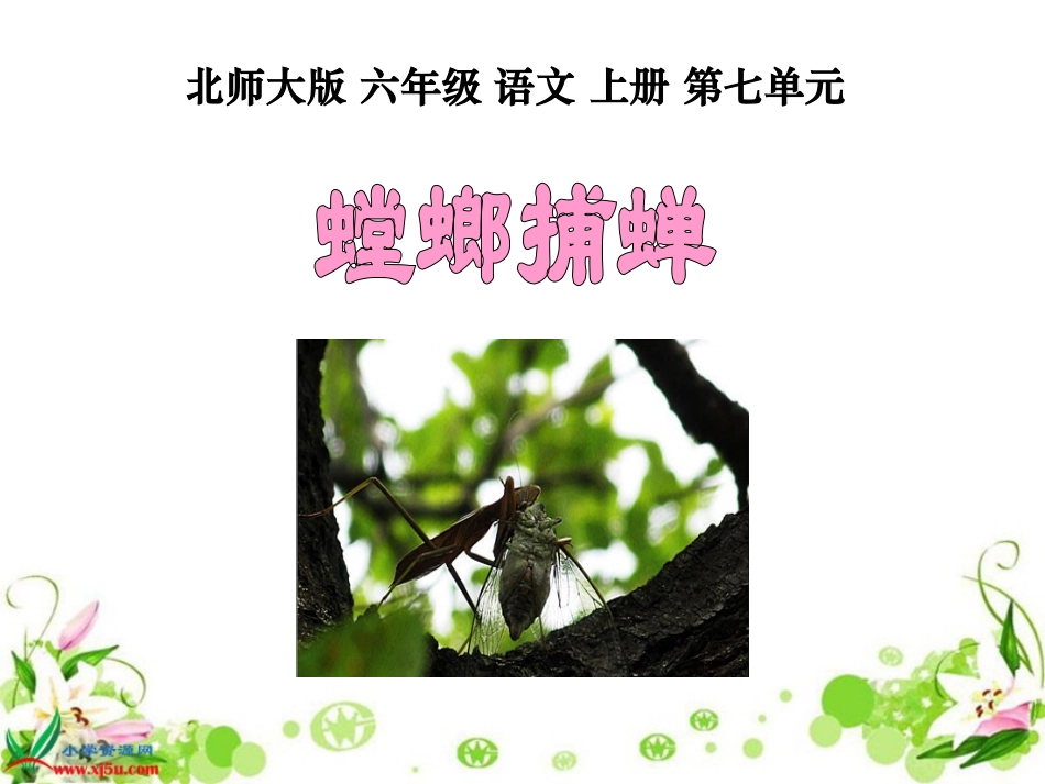 北师大版六年级语文上册《螳螂捕蝉》课件_第2页