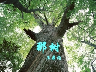 陆家芳《那树》2