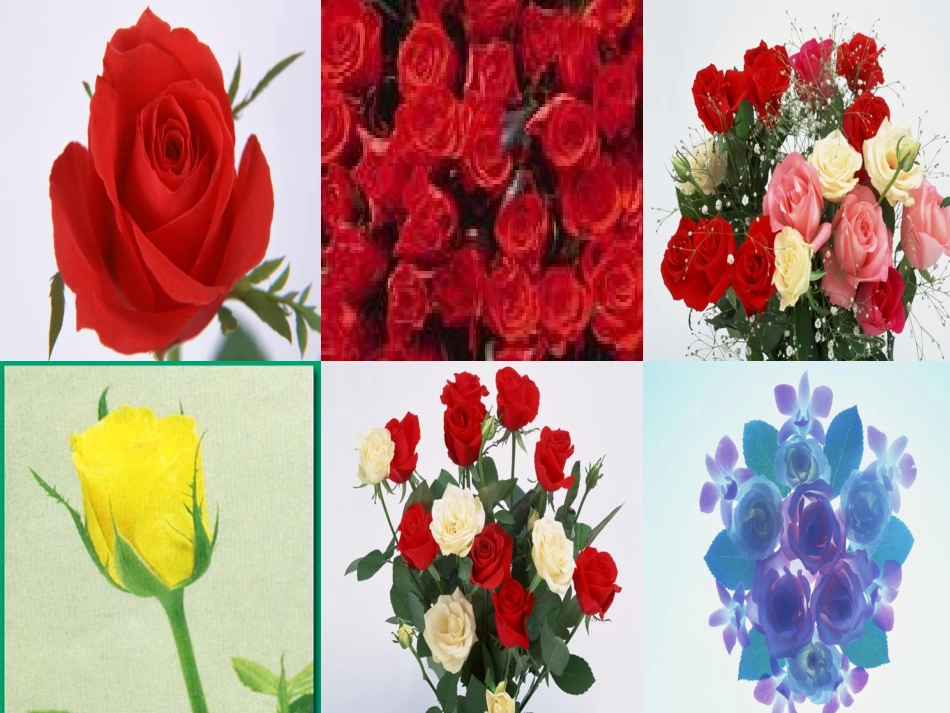 《小鹿的玫瑰花》课件(1)_1_第3页