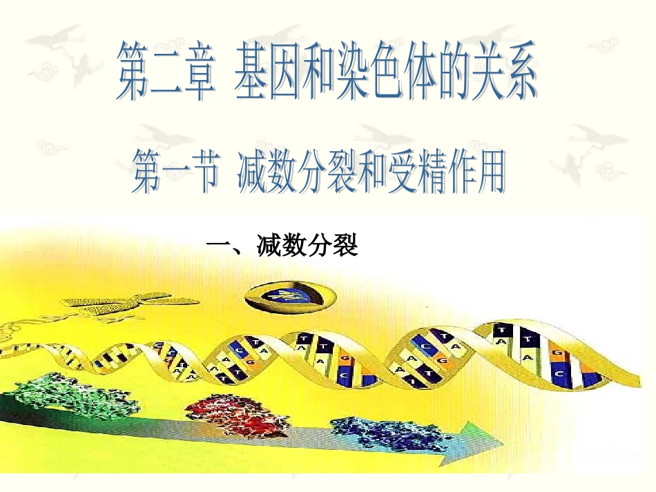 上课用减数分裂和受精作用_第1页