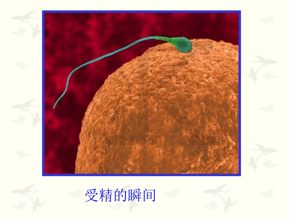 上课用减数分裂和受精作用_第3页