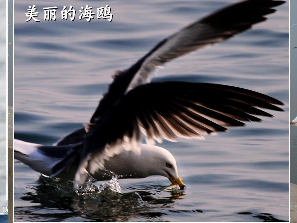 ;老人与海鸥_第2页