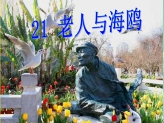 ;老人与海鸥