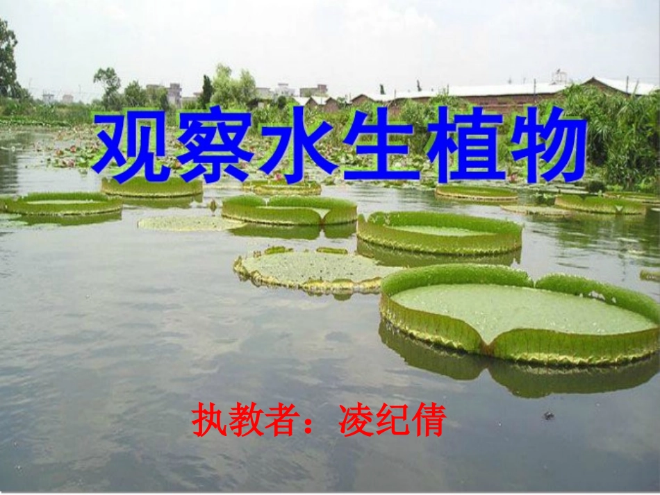 观察水生植物_第1页